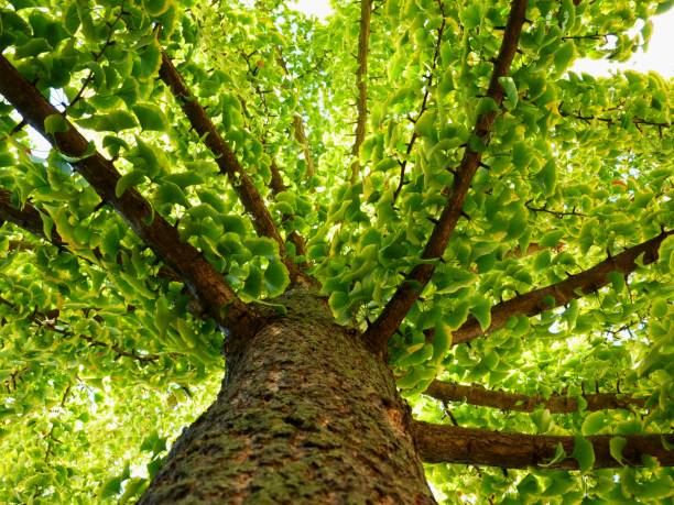Ginkgo Biloba Propiedades