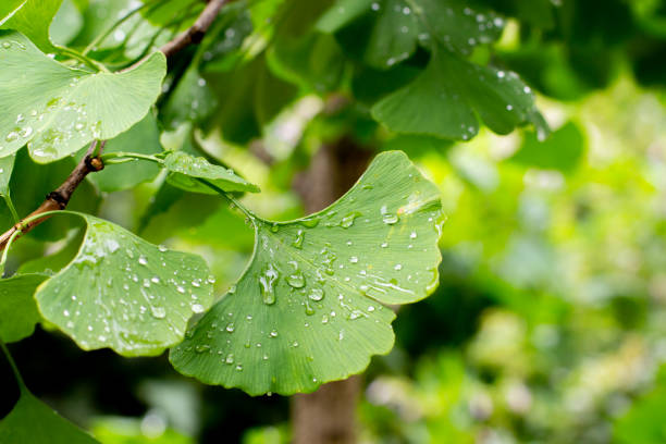 Ginkgo Biloba Propiedades