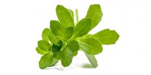 Bacopa Monnieri