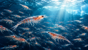 Beneficios del aceite de krill