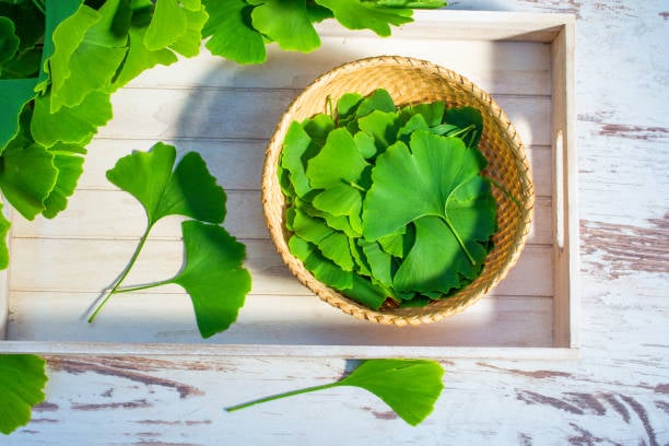ginkgo biloba