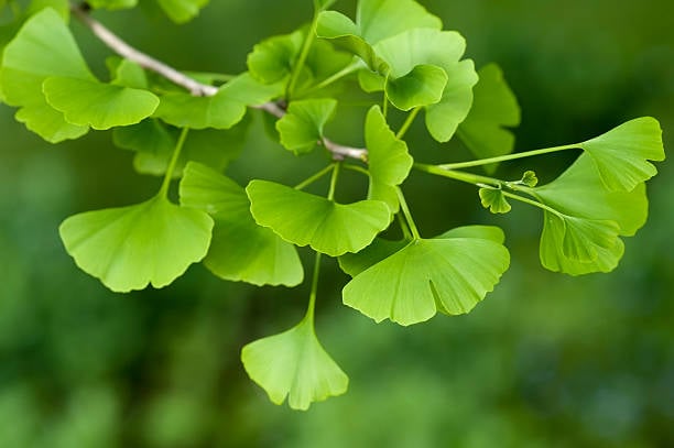 ginkgo biloba
