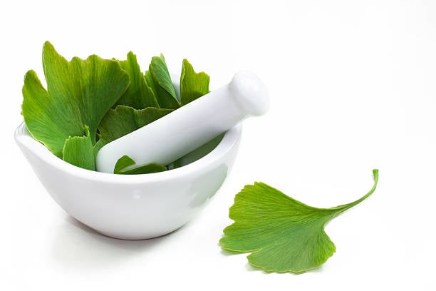 ginkgo biloba