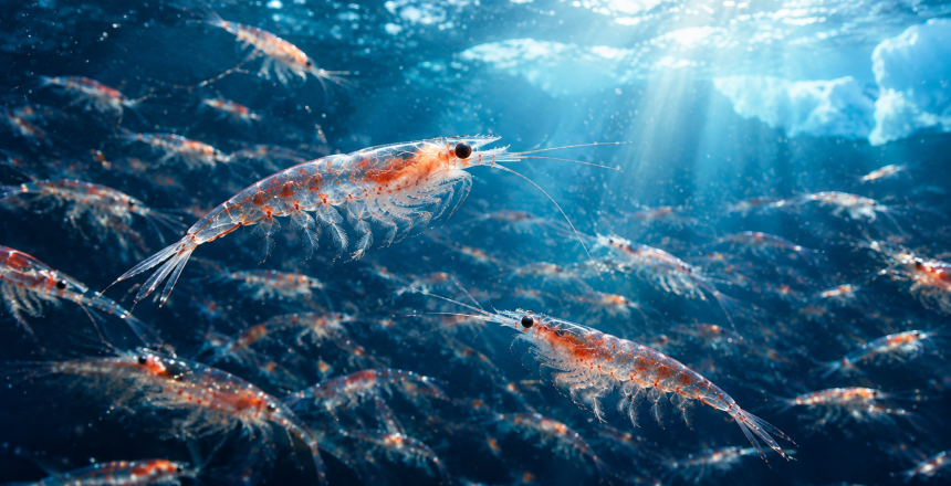 Beneficios del aceite de krill