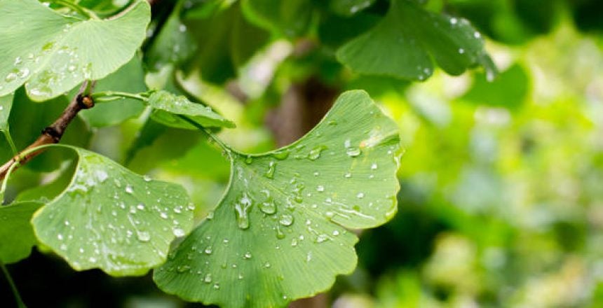 Ginkgo Biloba Propiedades
